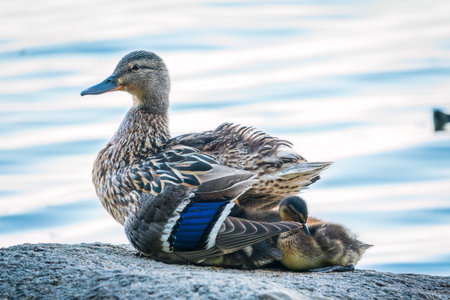 Adult duck with many ducklings sits on green shore of pond. The ducklings are sitting on the shore with the mother duck. The duck takes care of its newborn ducklings. Mallard, lat. Anas platyrhynchosの写真素材