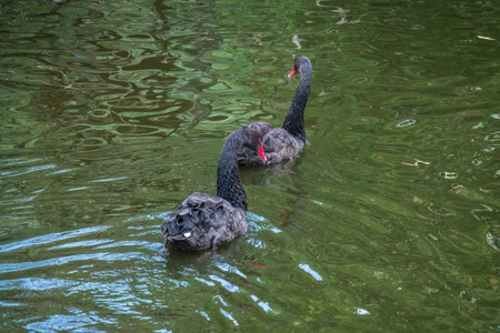 Two graceful black swans with a red beak is swimming on a lake with dark green water. The black swan is reflected in the water. Black swan with red beak, Cygnus atratusの写真素材