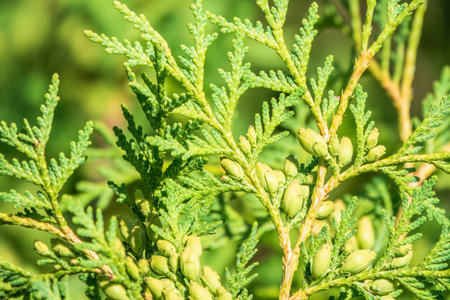 Green branches and young leaves of a thuja tree. Background image.の写真素材