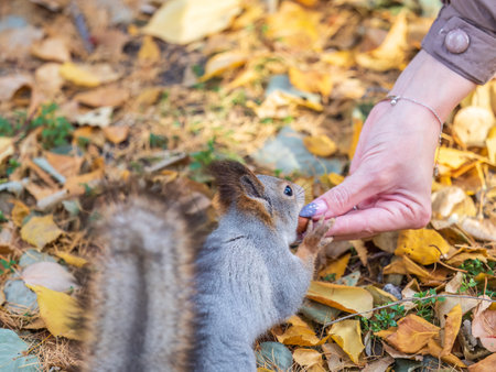 Girl feeds a squirrel with nuts in an autumn park. Squirrel eats nuts from the girls hand.の写真素材