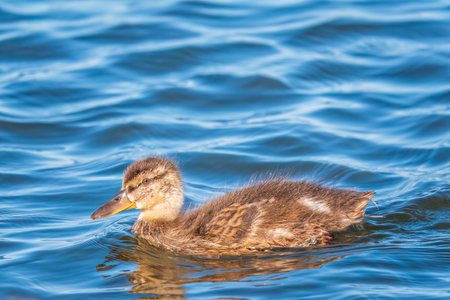 Cute little duckling swimming alone in a lake or river with calm water. agriculture, farming. happy duck. cute and humorの写真素材