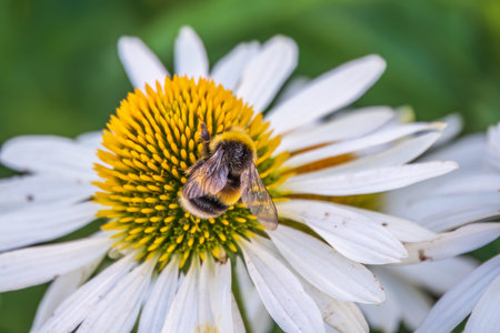 A closeup shot of a bee collecting pollen on a white echinacea flower. A Bumblebee on a white...
