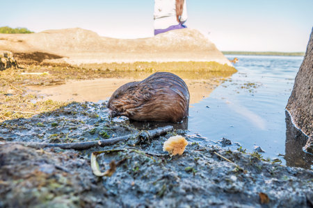 Wild animal Muskrat, Ondatra zibethicuseats, eats on the river bank. Muskrat, Ondatra zibethicus, water rodent in natural habitat.の写真素材