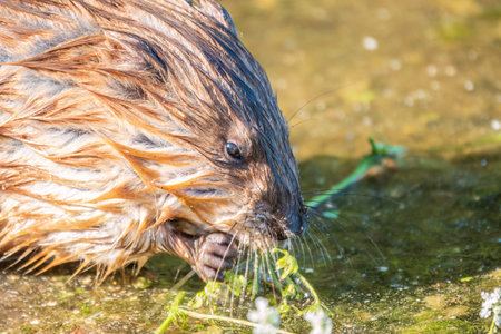 Wild animal Muskrat, Ondatra zibethicuseats, eats on the river bank. Muskrat, Ondatra zibethicus, water rodent in natural habitat.の写真素材