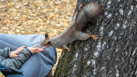 The boy feeds a squirrel with nuts from a hand in the wood. wild animal. autumn forest.の写真素材