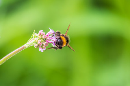 Bumble-bee sitting on Verbena purple flower. Selective focus of beautiful wild bumble bee sucking pollen from Verbena on the green meadow,の写真素材