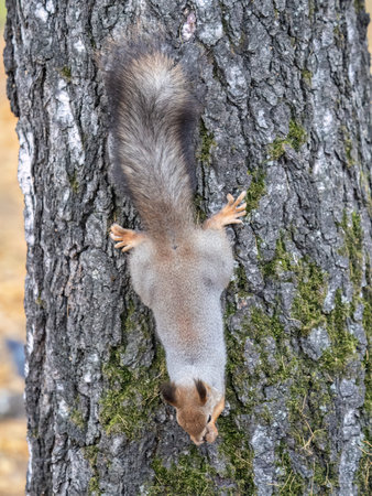 Squirrel sitting upside down on a tree trunk. The squirrel hangs upside down on a tree against colorful blurred background. close-up. Eurasian red squirrel, Sciurus vulgarisの写真素材