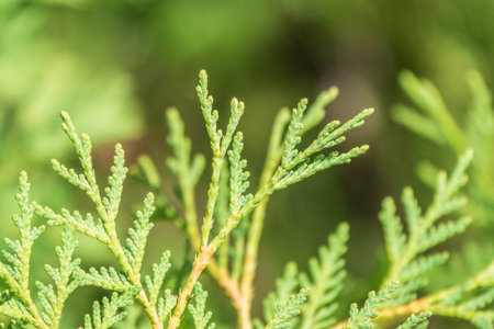 Green branches and young leaves of a thuja tree. Background image.
