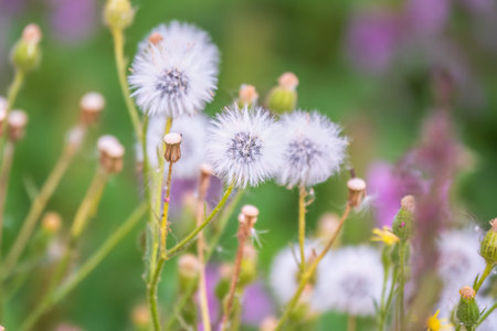 Field with white dandelion flowers. Meadow of white dandelions. Summer Dandelion field. Spring...