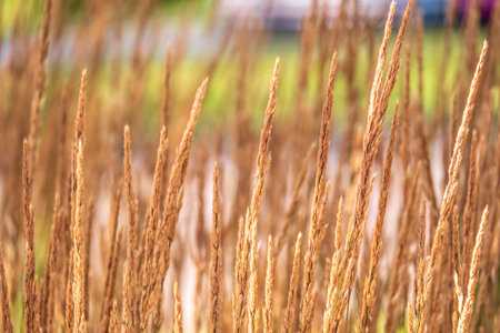 Yellow reed in the field. Bright natural background with sunset. Selective soft focus of beach dry grass, reeds, stalks blowing in the wind at golden sunset light, horizontalの写真素材