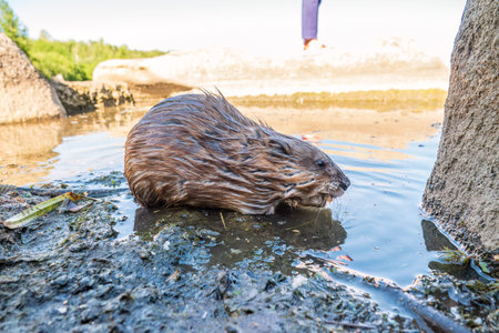 Wild animal Muskrat, Ondatra zibethicuseats, eats on the river bank. Muskrat, Ondatra zibethicus,...