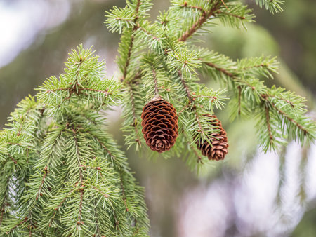 Green spruce branches with needles and cones in autumn. Green Fir branch with needles and cones
