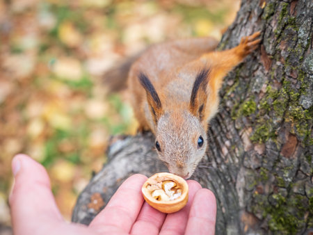 A squirrel in the autumn eats nuts from a human hand. Eurasian red squirrel, Sciurus vulgaris.の写真素材