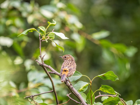 The common redstart, Phoenicurus phoenicurus, young bird, is photographed in close-up sitting on a...