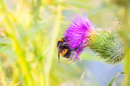 Bumble-bee sitting on wild thistle flower. Selective focus of beautiful wild bumble bee sucking pollen from Cirsium vulgare or the spear thistle on the green meadow,の写真素材