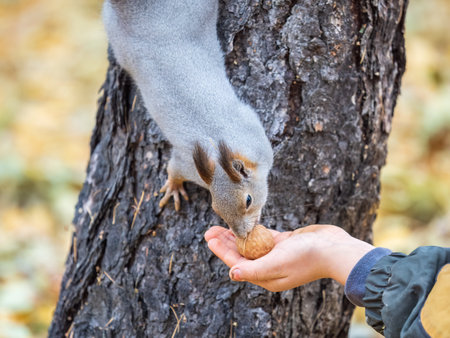 The boy feeds a squirrel with nuts from a hand in the wood. wild animal. autumn forest.の写真素材