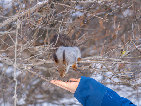 Squirrel in the winter eating nuts from a man's hand. Caring for animals in winter or autumn. Eurasian red squirrel, Sciurus vulgarisの写真素材