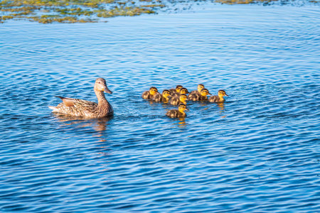A family of ducks, a duck and its little ducklings are swimming in the water. The duck takes care of its newborn ducklings. Ducklings are all included. Mallard, lat. Anas platyrhynchosの写真素材