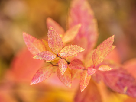 Branches with orange, red and yellow leaves in the autumn park. nature background