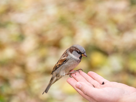 Sparrow eats seeds from a man's hand. A Sparrow bird sitting on the hand and eating nuts.の写真素材