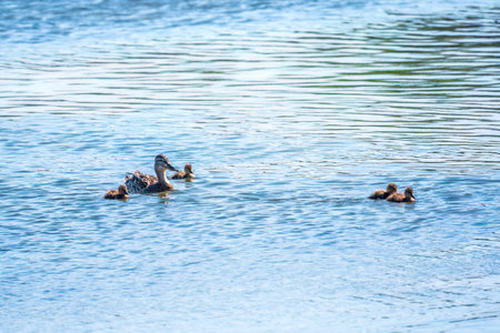 A family of ducks, a duck and its little ducklings are swimming in the water. The duck takes care of its newborn ducklings. Ducklings are all included. Mallard, lat. Anas platyrhynchosの写真素材