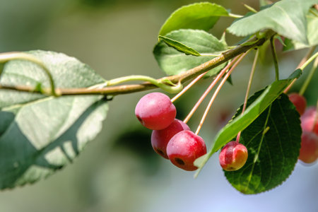Bright red small wild apples among the yellow leaves in autumn. A bunch of wild apple tree with small bright red apples and green and yellow leaves is in a park in autumn.の写真素材