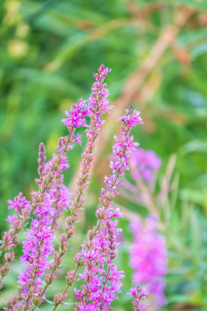 Summer Flowering Purple Loosestrife, Lythrum tomentosum or spiked loosestrife and purple lythrum on...
