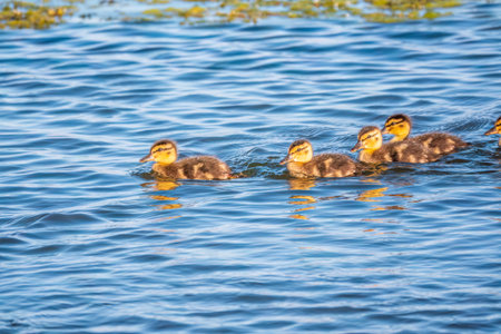 Cute little duckling swimming alone in a lake or river with calm water. agriculture, farming. happy duck. cute and humorの写真素材