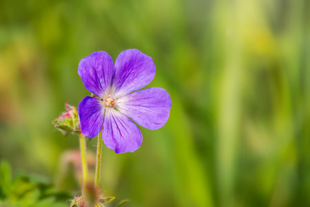 Blue and purple flowers of Geranium wallichianum. Summer or spring flower background.の写真素材