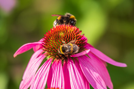 A closeup shot of a bee collecting pollen on a purple echinacea flower. A Bumblebee on a pink purple...