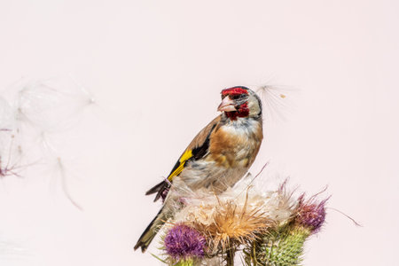 European goldfinch, feeding on the seeds of thistles. European goldfinch or simply goldfinch, latin name Carduelis carduelis, Perched on a Branch of thistleの写真素材