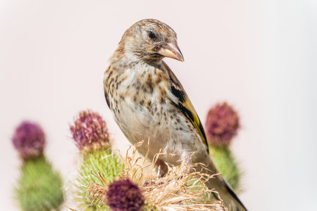 European goldfinch with juvenile plumage, feeding on the seeds of thistles. Juvenile European...