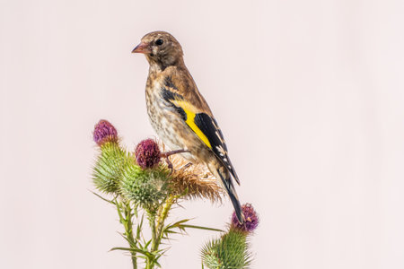 European goldfinch with juvenile plumage, feeding on the seeds of thistles. Juvenile European goldfinch or simply goldfinch, latin name Carduelis carduelis, Perched on a Branch of thistleの写真素材