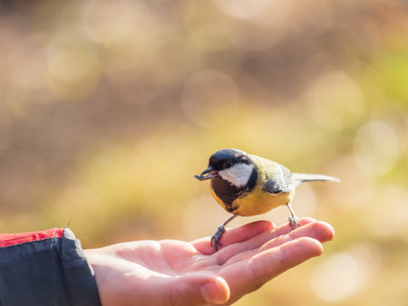 A tit sits on a man's hand and eats seeds. Taking care of birds in autumn and winter.