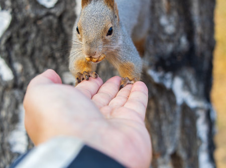 A squirrel in the autumn eats nuts from a human hand. Eurasian red squirrel, Sciurus vulgaris.の写真素材