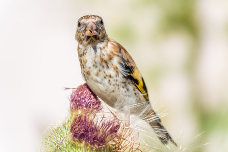 European goldfinch with juvenile plumage, feeding on the seeds of thistles. Juvenile European...