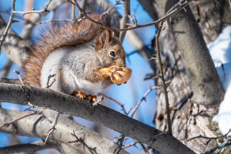 The squirrel with nut sits on tree in the winter or late autumn. Eurasian red squirrel, Sciurus vulgaris.の写真素材
