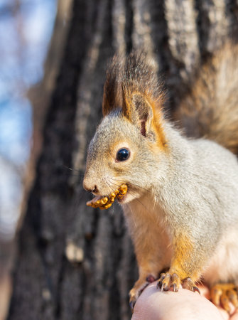 A squirrel in the autumn eats nuts from a human hand. Eurasian red squirrel, Sciurus vulgaris.の写真素材