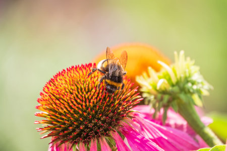 A closeup shot of a bee collecting pollen on a purple echinacea flower. A Bumblebee on a pink purple Echinacea flower in a garden setting, with a natural green background.の写真素材