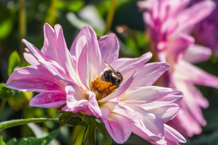A bee collects nectar from pink dahlia flower in the garden in summer close-up. Beautiful pink flowers on blurred backgroundの写真素材