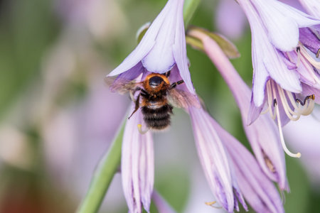 A honey bee in a flower. A bee sitting on a pink flower close-up photo in summertime