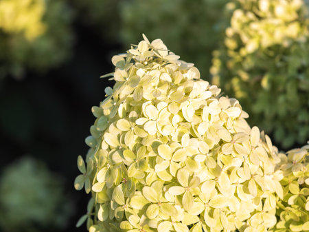 Lush white and yellow hydrangea flowers in summer. White and yellow flowers with blurred background....