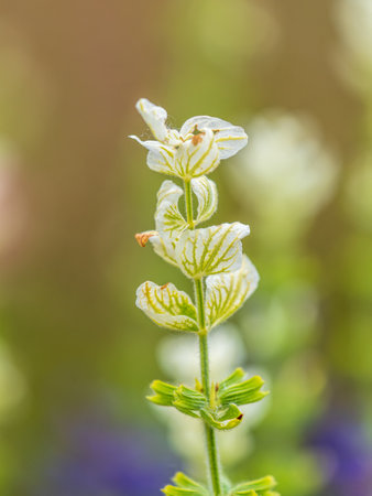 White purple pink flowers salvia shiny colorful in meadow. White flowers, salvia officinalis, blooming in the garden, salvia, white sage, flower.Beautiful flowersの写真素材