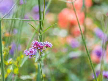 Verbena bonariensis flowers, Argentinian Vervain or Purpletop Vervain, Clustertop Vervain, Tall Verbena, Pretty Verbena, in garden on green blurred backgroundの写真素材