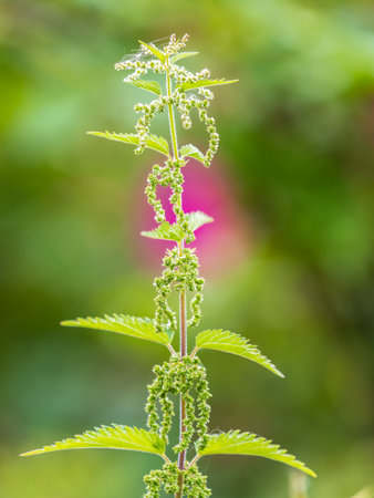 The nettle, Urtica dioica, with green leaves grows in natural thickets. Medicinal wild plant nettle. Nettle grass with fluffy green leaves. Nettle herb grows in the ground.の写真素材
