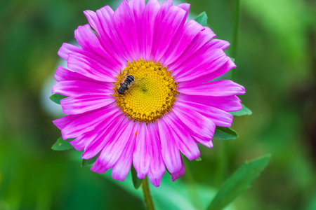 Honey Bee, Apis mellifera, gathering nectar and pollen from a pink aster flower. Honey Bee...