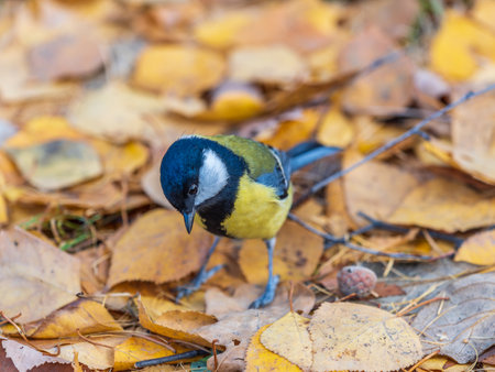 Great tit sitting on ground in late autumn. Cute bright songbird. Bird in wildlife. Wildlife scene from nature. Parus majorの写真素材