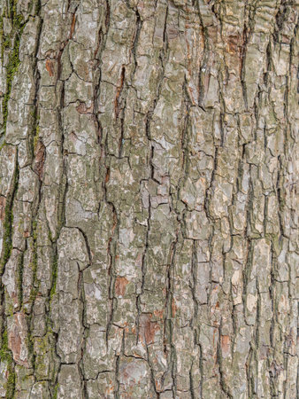 Texture of the bark of an old apple tree, background. Detailed bark texture. Natural background