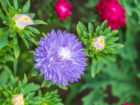 Bunch of white aster flowers. Flowering plant in autumnal garden. Autumn white blossoming aster, closeupの写真素材