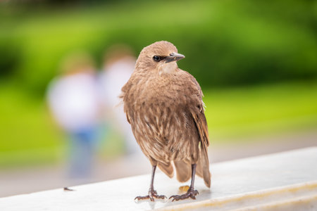 The common starling or Sturnus vulgaris or the European starling is a medium-sized passerine bird in the starling family, Sturnidae. Sitting on the fence in the garden in springtime.の写真素材